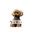 トイプードルのうどん君（個別スタンプ：8）