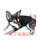 犬   こぼすけ  四国犬（個別スタンプ：6）