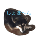 犬   こぼすけ  四国犬（個別スタンプ：10）