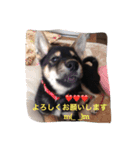 犬   こぼすけ  四国犬（個別スタンプ：16）