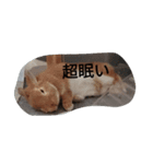 めい＆もも（個別スタンプ：3）