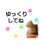 猫のあんずです⑦（個別スタンプ：12）