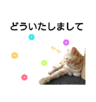 猫のあんずです⑦（個別スタンプ：14）