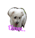 twin puppies（個別スタンプ：1）