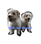 twin puppies（個別スタンプ：2）