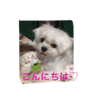 マルチーズ小春の『平凡な女』スタンプ（個別スタンプ：2）