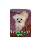 マルチーズ小春の『平凡な女』スタンプ（個別スタンプ：5）