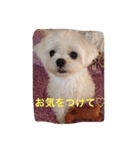 マルチーズ小春の『平凡な女』スタンプ（個別スタンプ：6）