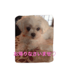 マルチーズ小春の『平凡な女』スタンプ（個別スタンプ：7）