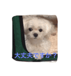 マルチーズ小春の『平凡な女』スタンプ（個別スタンプ：9）
