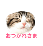 たんちゃちゃスタンプ（個別スタンプ：2）