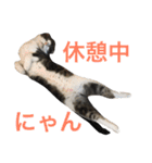 たんちゃちゃスタンプ（個別スタンプ：14）