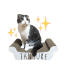 たんちゃちゃスタンプ（個別スタンプ：32）