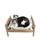 たんちゃちゃスタンプ（個別スタンプ：39）