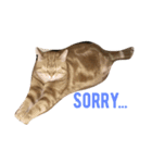 猫のしー君とみー君（個別スタンプ：1）