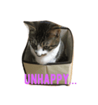 猫のしー君とみー君（個別スタンプ：2）