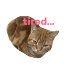 猫のしー君とみー君（個別スタンプ：4）