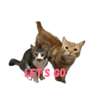 猫のしー君とみー君（個別スタンプ：6）
