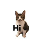 猫のしー君とみー君（個別スタンプ：7）