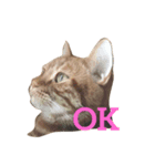 猫のしー君とみー君（個別スタンプ：8）