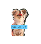 仲良しワンコのスタンプ（個別スタンプ：3）