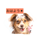 仲良しワンコのスタンプ（個別スタンプ：4）