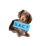 仲良しワンコのスタンプ（個別スタンプ：6）
