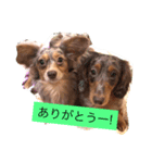 仲良しワンコのスタンプ（個別スタンプ：8）