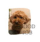 愛犬リリー（個別スタンプ：8）