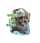 Everyday FUGA（個別スタンプ：4）