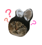 うちのネコとネコ（個別スタンプ：1）