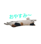 うちのネコとネコ（個別スタンプ：14）