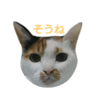 うちのネコとネコ（個別スタンプ：15）