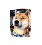 愛犬ふーた#1（個別スタンプ：5）