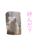 我が家のパンダマウス ②（個別スタンプ：16）