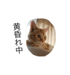 House cat marble（個別スタンプ：9）