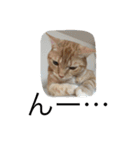 House cat marble（個別スタンプ：12）