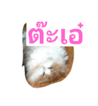 Indy Cat Ranma（個別スタンプ：27）
