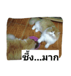 Indy Cat Ranma（個別スタンプ：30）