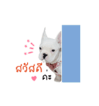 Krongkrang Dog (french bulldog)（個別スタンプ：1）