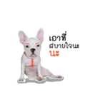 Krongkrang Dog (french bulldog)（個別スタンプ：2）