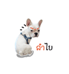 Krongkrang Dog (french bulldog)（個別スタンプ：5）