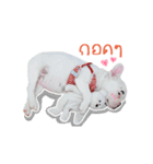 Krongkrang Dog (french bulldog)（個別スタンプ：7）