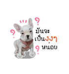 Krongkrang Dog (french bulldog)（個別スタンプ：9）