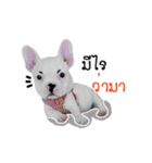 Krongkrang Dog (french bulldog)（個別スタンプ：10）