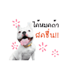 Krongkrang Dog (french bulldog)（個別スタンプ：12）