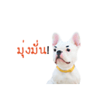 Krongkrang Dog (french bulldog)（個別スタンプ：13）