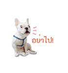 Krongkrang Dog (french bulldog)（個別スタンプ：14）