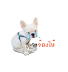 Krongkrang Dog (french bulldog)（個別スタンプ：16）