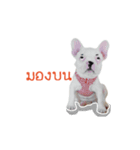 Krongkrang Dog (french bulldog)（個別スタンプ：18）